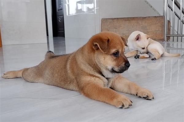 狗身上有螨虫怎么办,把毛发剃掉再涂抹驱螨药水