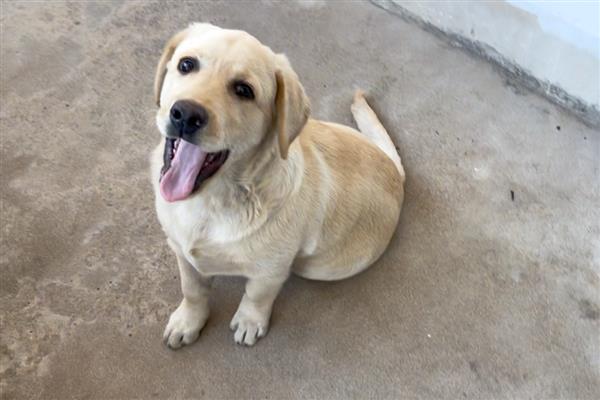 狗身上有螨虫怎么办,把毛发剃掉再涂抹驱螨药水