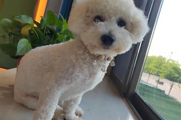 狗身上有螨虫怎么办,把毛发剃掉再涂抹驱螨药水