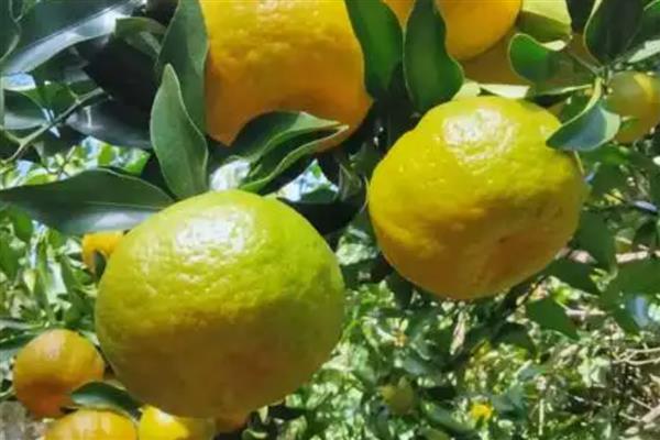 我国有什么优质的芦柑,永春芦柑在国内外市场上享有盛誉