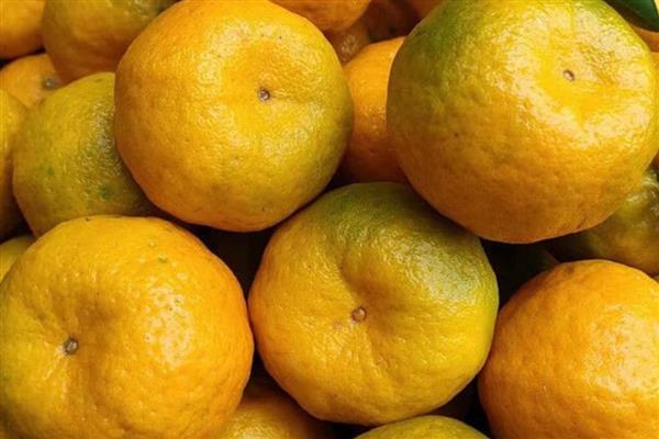 我国有什么优质的芦柑,永春芦柑在国内外市场上享有盛誉