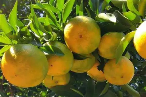 我国有什么优质的芦柑,永春芦柑在国内外市场上享有盛誉