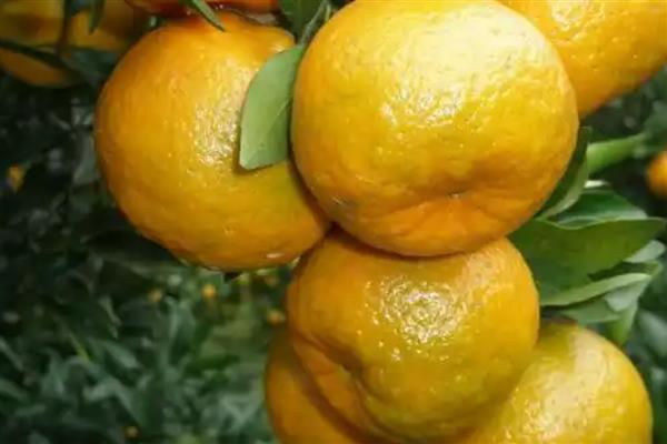 我国有什么优质的芦柑,永春芦柑在国内外市场上享有盛誉