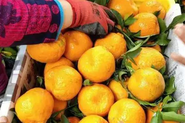 我国有什么优质的芦柑,永春芦柑在国内外市场上享有盛誉