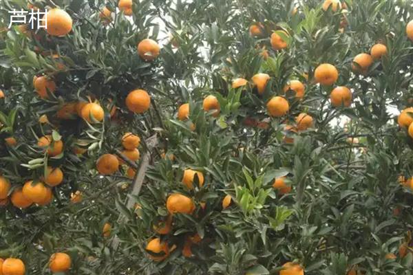 我国有什么优质的芦柑,永春芦柑在国内外市场上享有盛誉