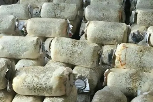 种植灵芝的注意事项,时间以4-5月份为宜