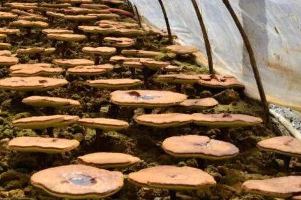 种植灵芝的注意事项,时间以4-5月份为宜