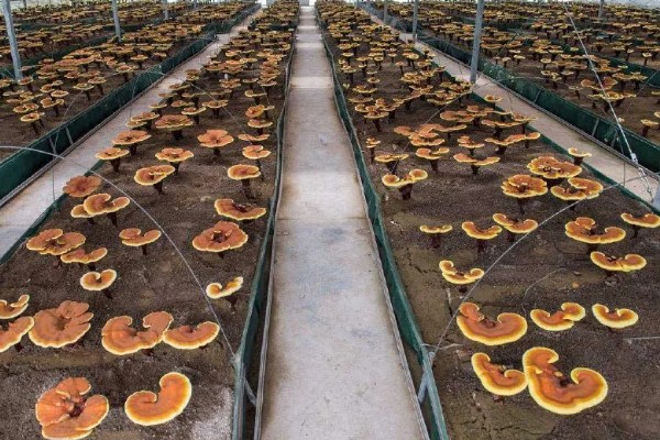 种植灵芝的注意事项,时间以4-5月份为宜