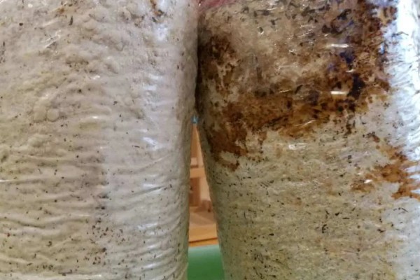 种植灵芝的注意事项,时间以4-5月份为宜