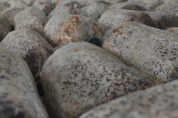 种植灵芝的注意事项,时间以4-5月份为宜