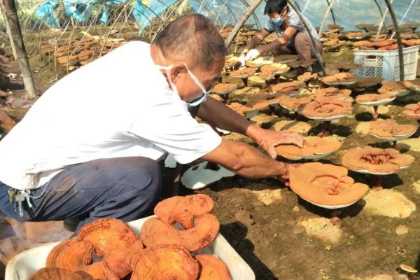 种植灵芝的注意事项,时间以4-5月份为宜