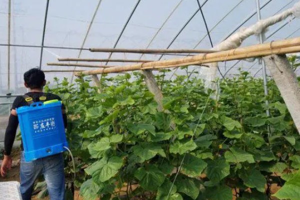 烯酰吗啉的防治对象，可防治霜霉病、腐霉病等真菌性病害