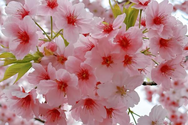 樱花香吗,樱花的香味非常浅淡