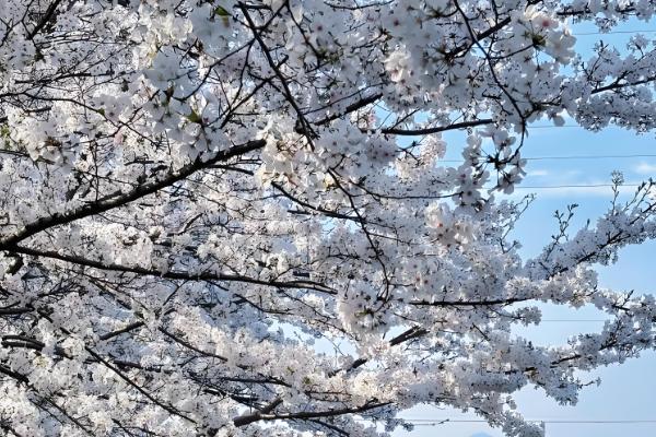 樱花香吗,樱花的香味非常浅淡