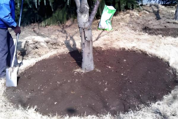 樱花香吗,樱花的香味非常浅淡