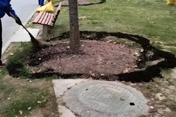 樱花香吗,樱花的香味非常浅淡