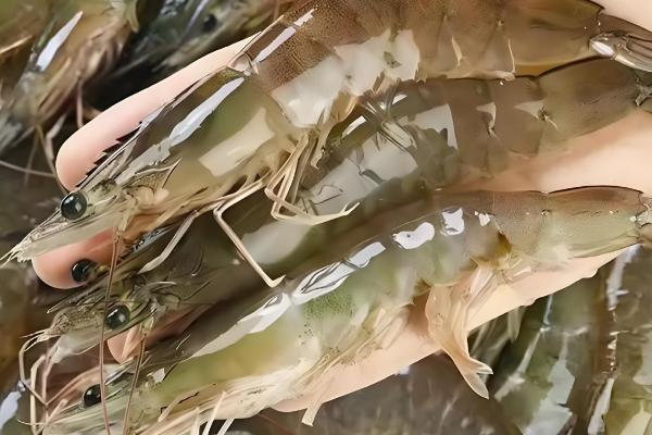 基围虾与明虾有什么区别，生长环境、外观、体型均不同