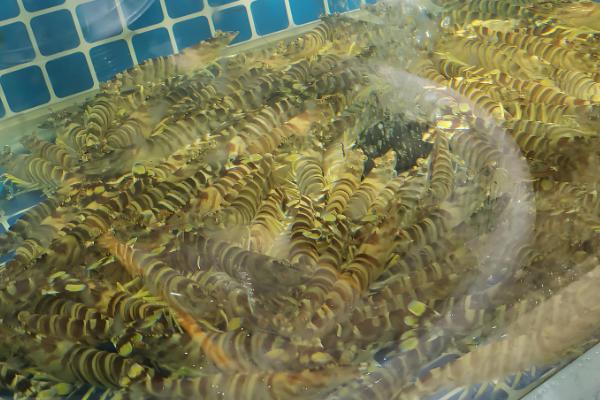 基围虾与明虾有什么区别，生长环境、外观、体型均不同