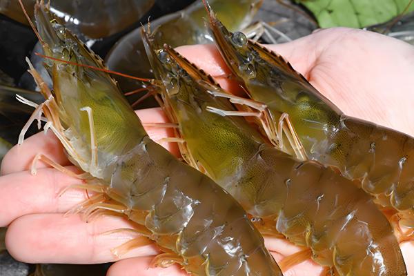 基围虾与明虾有什么区别，生长环境、外观、体型均不同
