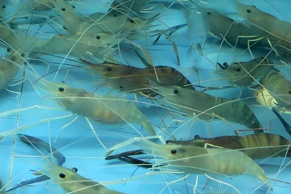 基围虾与明虾有什么区别，生长环境、外观、体型均不同