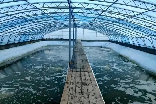 基围虾与明虾有什么区别，生长环境、外观、体型均不同