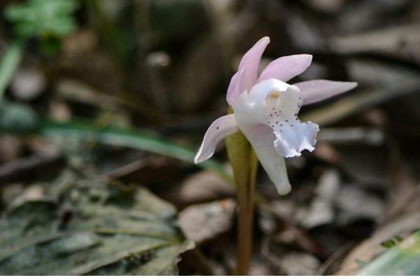 独花兰和一叶兰有哪些区别，科属、叶片等方面都不同