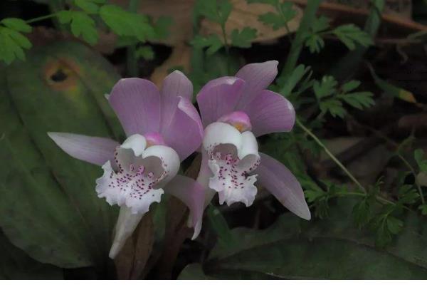 独花兰和一叶兰有哪些区别，科属、叶片等方面都不同