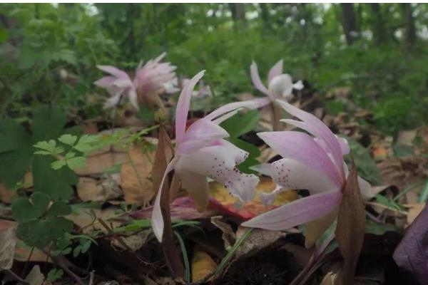 独花兰和一叶兰有哪些区别，科属、叶片等方面都不同