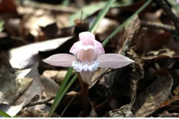 独花兰和一叶兰有哪些区别，科属、叶片等方面都不同