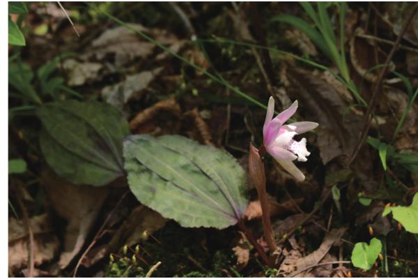 独花兰和一叶兰有哪些区别，科属、叶片等方面都不同