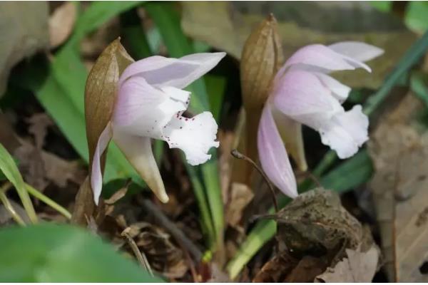 独花兰和一叶兰有哪些区别，科属、叶片等方面都不同