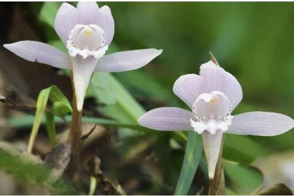 独花兰和一叶兰有哪些区别，科属、叶片等方面都不同