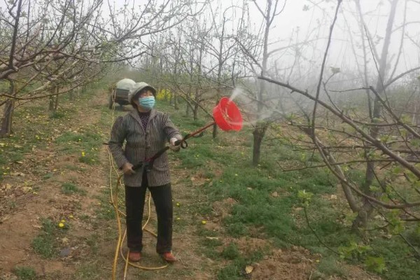 柿子的防虫方法，剪除虫蛀枝条并集中烧毁