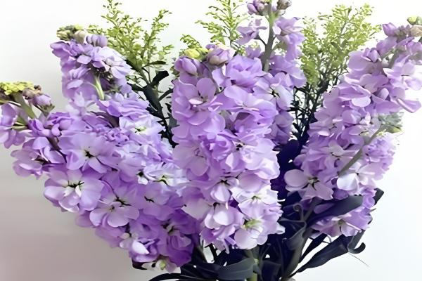 护士节送什么花合适，适合送马蹄莲、紫罗兰等