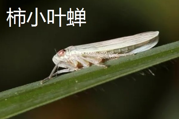 柿子的防虫方法，剪除虫蛀枝条并集中烧毁