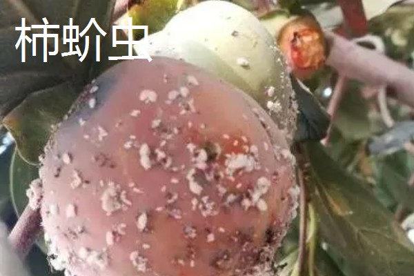 柿子的防虫方法，剪除虫蛀枝条并集中烧毁