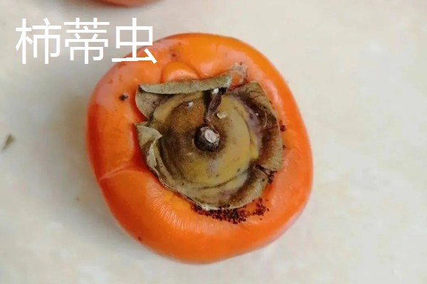 柿子的防虫方法，剪除虫蛀枝条并集中烧毁