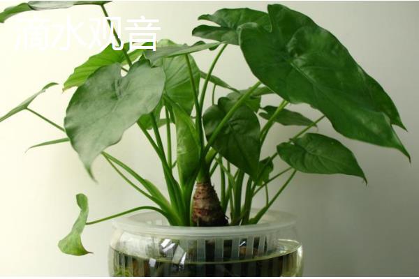 养猫后不能养哪些植物，误食百合花、水仙花等植物可能会致死