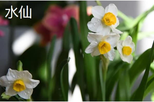 养猫后不能养哪些植物，误食百合花、水仙花等植物可能会致死