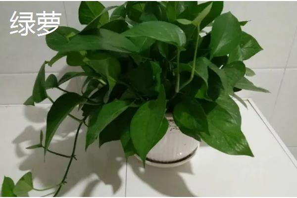 养猫后不能养哪些植物，误食百合花、水仙花等植物可能会致死