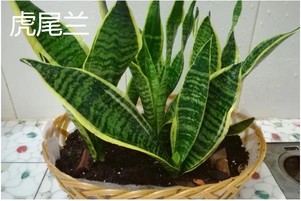 养猫后不能养哪些植物，误食百合花、水仙花等植物可能会致死