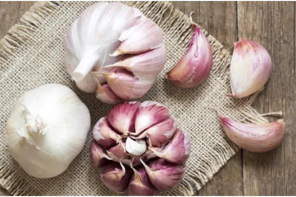 养猫后不能养哪些植物，误食百合花、水仙花等植物可能会致死