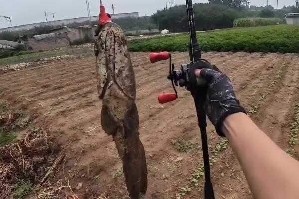 下雨天黑鱼会上浮吗，下雨天黑鱼会上浮