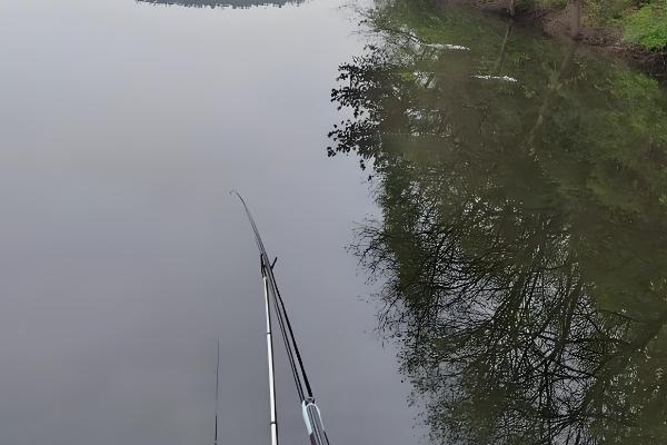 下雨天黑鱼会上浮吗，下雨天黑鱼会上浮