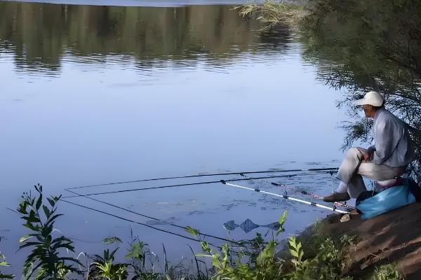 下雨天黑鱼会上浮吗，下雨天黑鱼会上浮