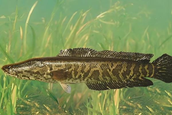 下雨天黑鱼会上浮吗，下雨天黑鱼会上浮