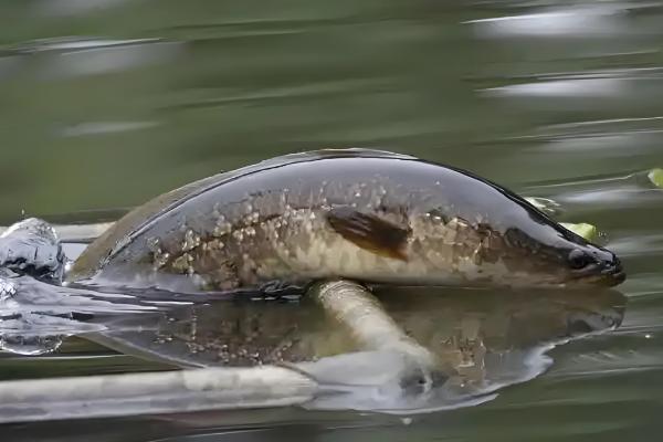 下雨天黑鱼会上浮吗，下雨天黑鱼会上浮