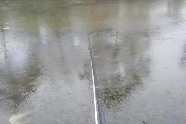 下雨天黑鱼会上浮吗，下雨天黑鱼会上浮