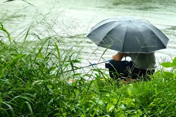 下雨天黑鱼会上浮吗，下雨天黑鱼会上浮