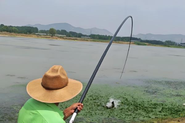 下雨天黑鱼会上浮吗，下雨天黑鱼会上浮